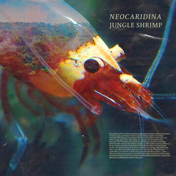 Jungle Shrimp