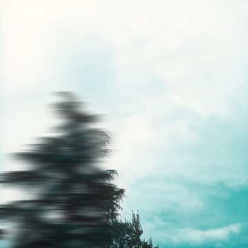 2. sequoias