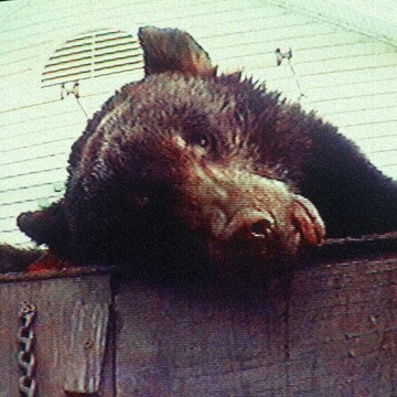 Drunk to Death
